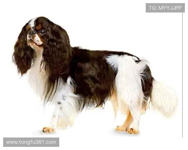 克罗伊登国王与骑士的激烈对决揭开足球新篇章